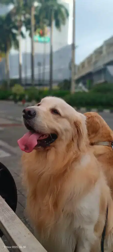 Jantan golden Siap pacak