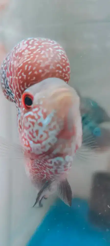 LOUHAN LANGKA SRD CILBOOM ALIEN