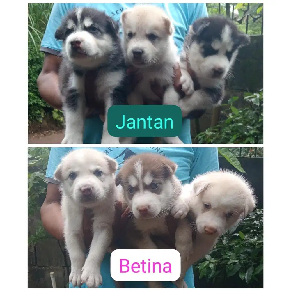 Siberian husky stb vaksin