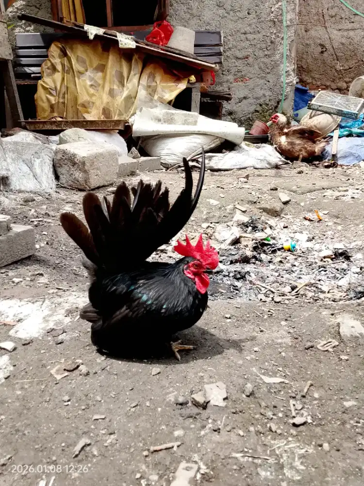 ayam kate lokal warna hitam