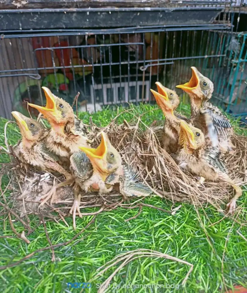 Anakan cendet ponorogo