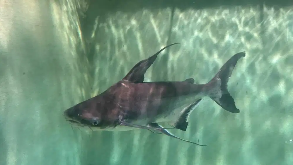 Dijual Ikan Hias Baca Deskripsi