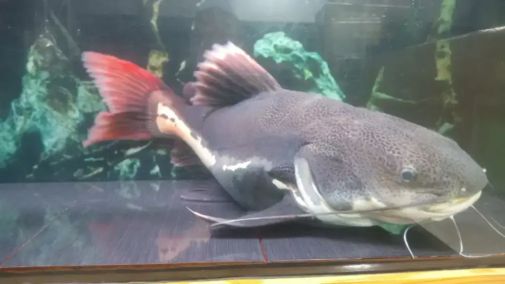 Ikan RTC ssb Lele Amazon Jumbo 70cm. Semi Short Body