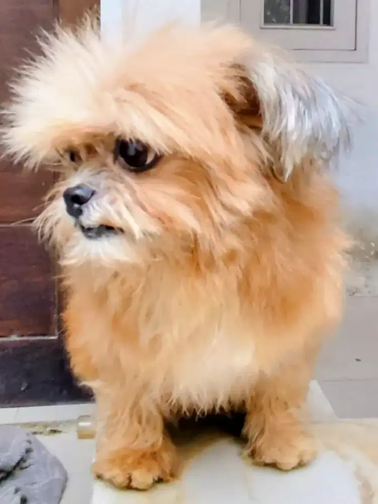 Mini Shih Tzu betina