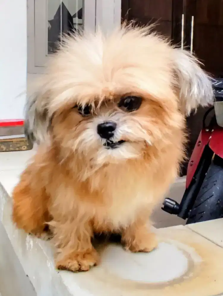 Mini Shih Tzu betina