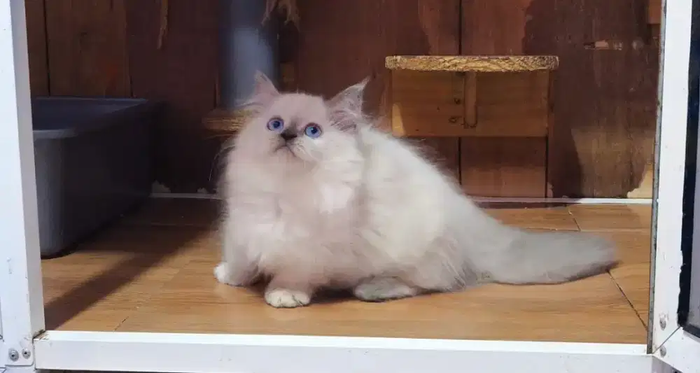 Kucing kitten munchkin blue point betina