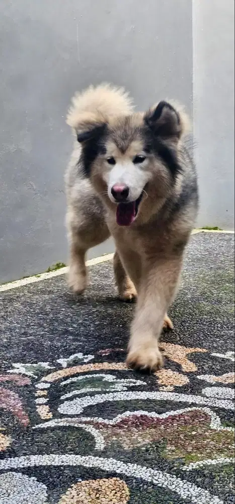 Dijual Alaskan Malamute Impor Siap Kawin