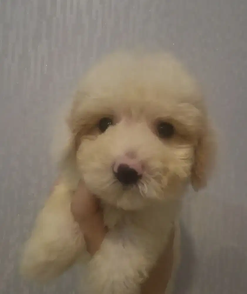 Super Bulat Tiny Party Poodle