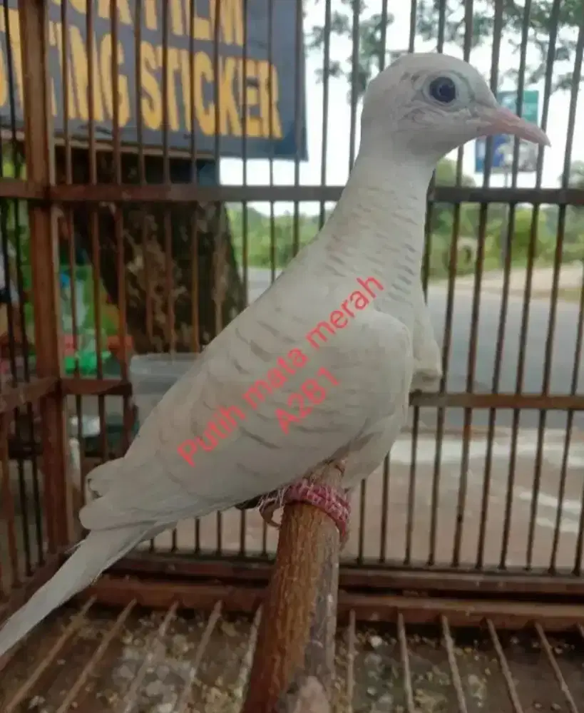 Perkutut Putih Albino Mata Merah Remaja Jantan Badan Gede Rajin Bunyi