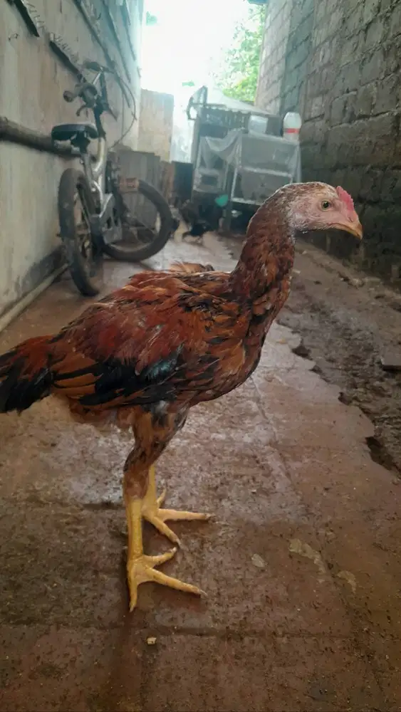 Bangkok klasik 3 ekor