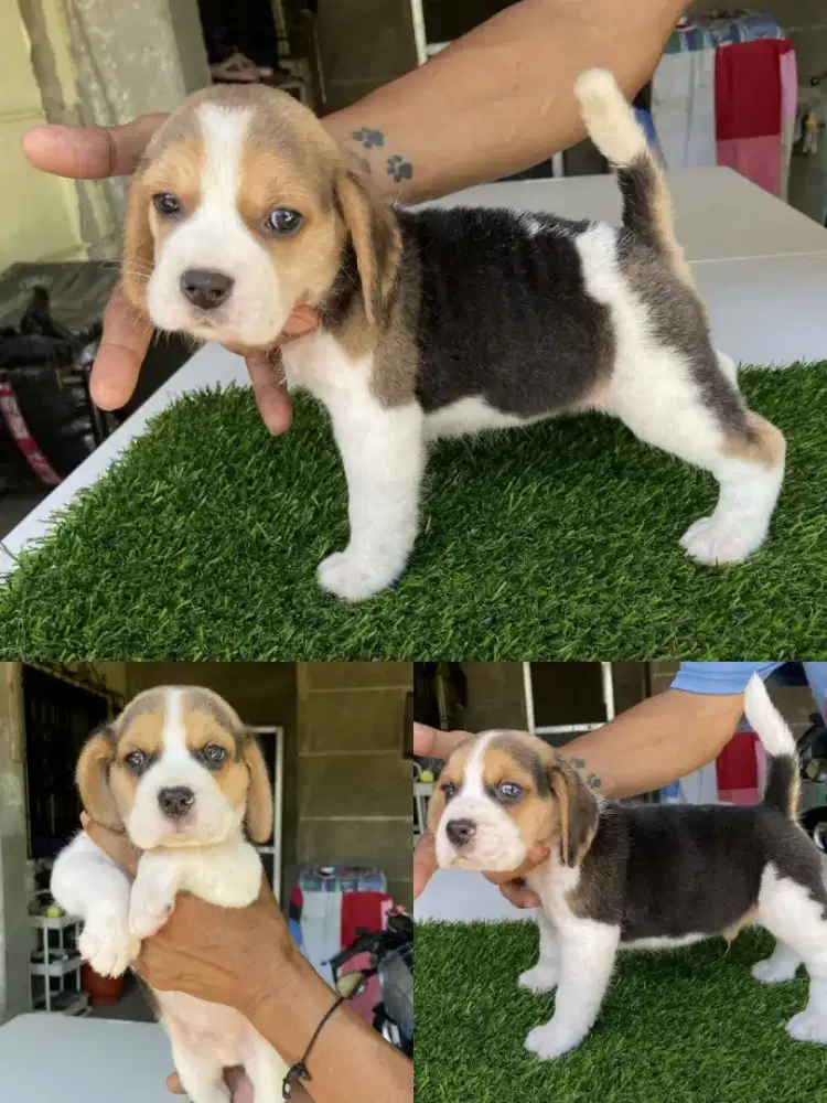 JUAL ANJING BEAGLE SEHAT