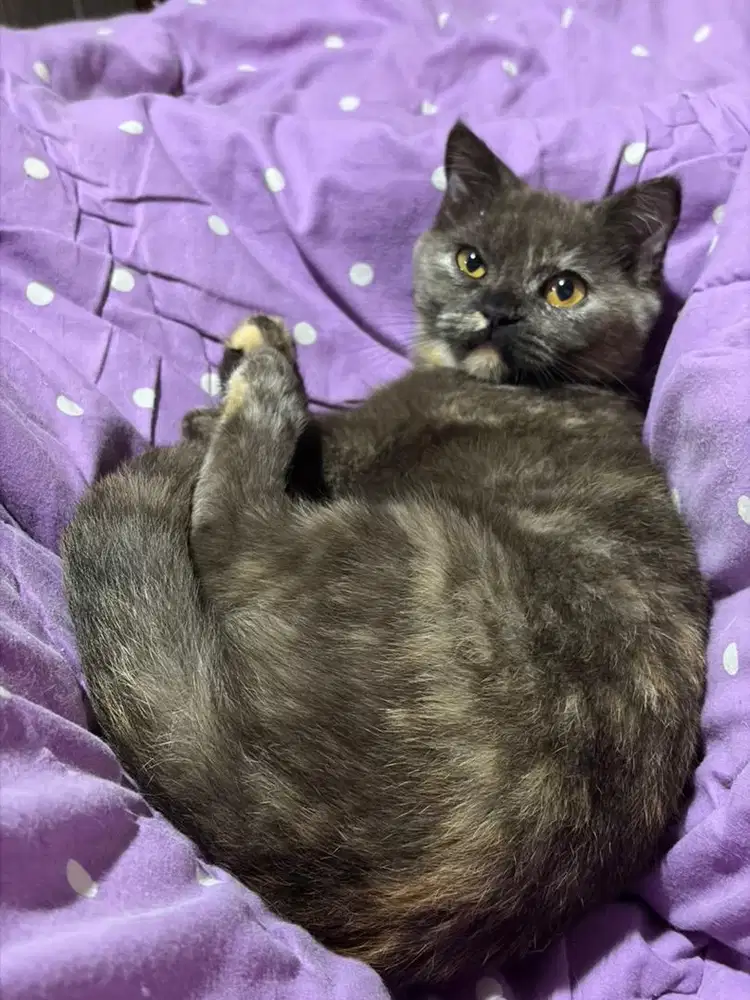 Kucing BSH x Scootish Straigh