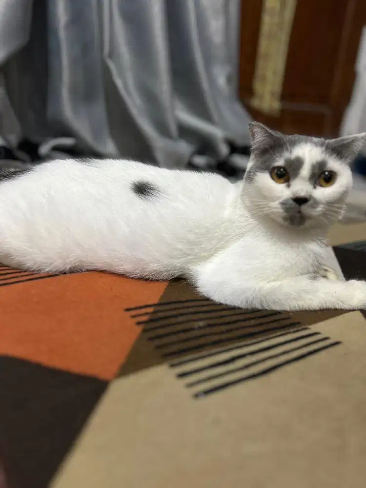 Scottish fold lg hamil besar dengan BSH