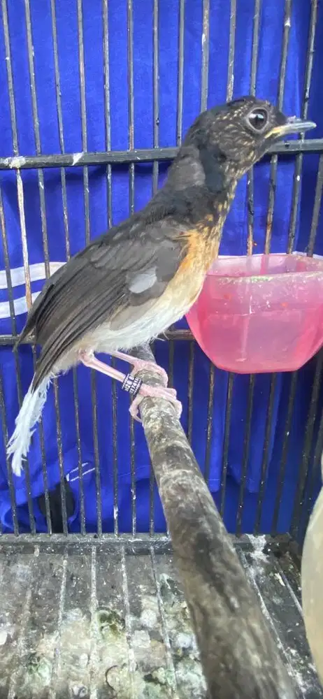 troto jantan  muluss trah bagus