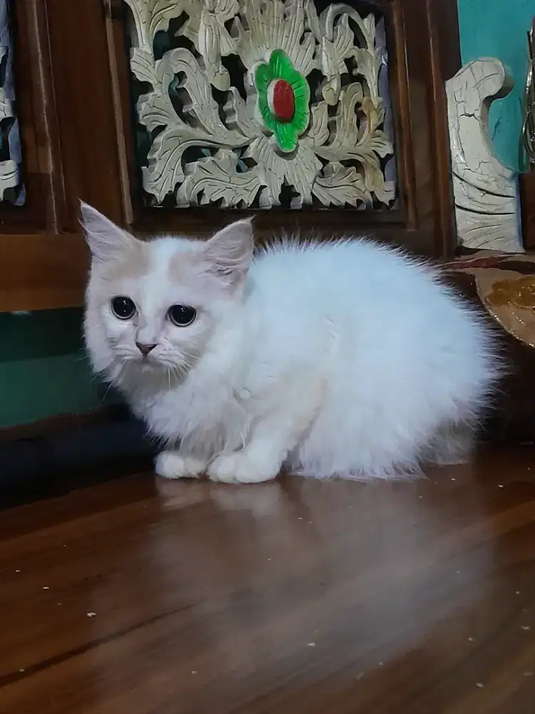 Kucing persia/betina/3 bulan