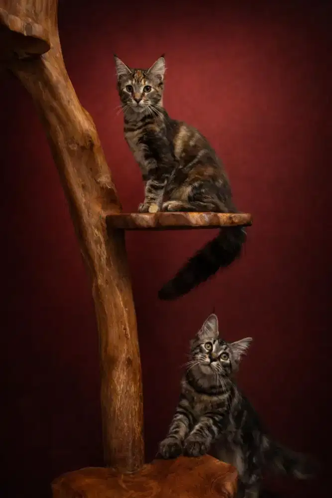 Kucing maine coon / kitten mainecoon / mc / mco / pedigre / ped