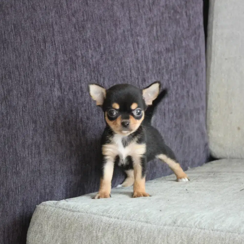 JUAL ANJING CHIHUAHUA MUNGIL