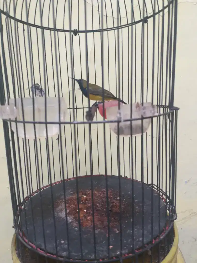 Burung Kecil + Kandang