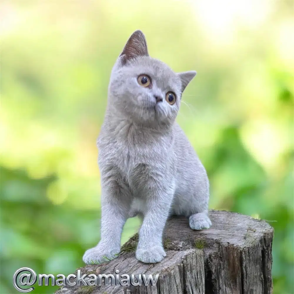 British shorthair lillac female