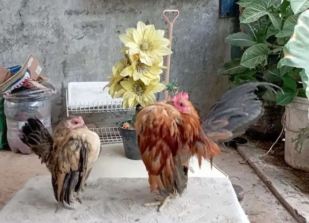 Sepasang ayam serama
