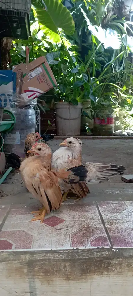 Anak ayam serama