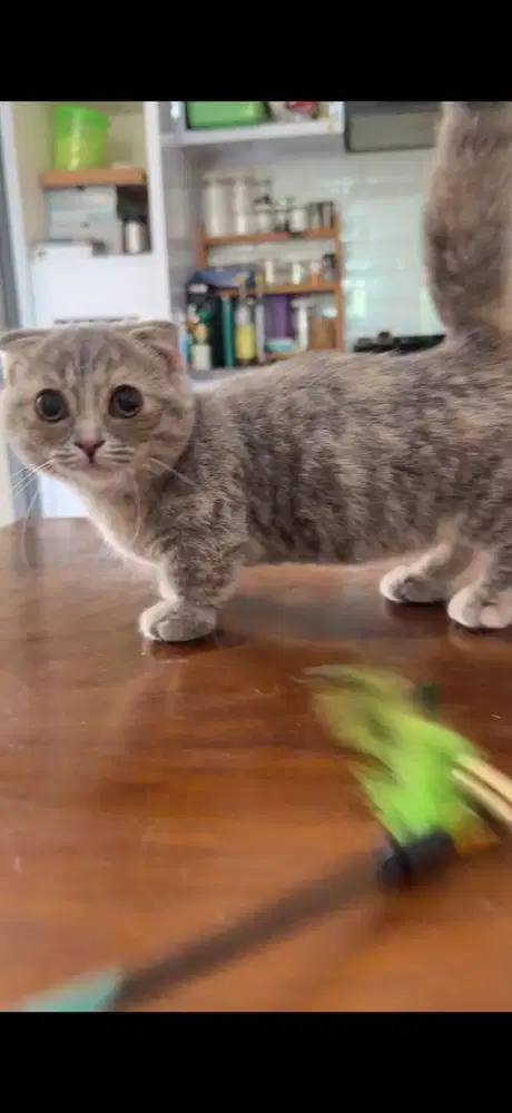 BSH Munchkin gaelic cebol