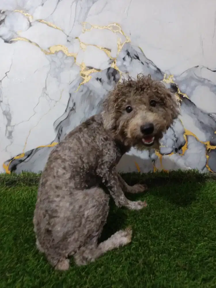 Poodle jantan silver 9 bln kosongan