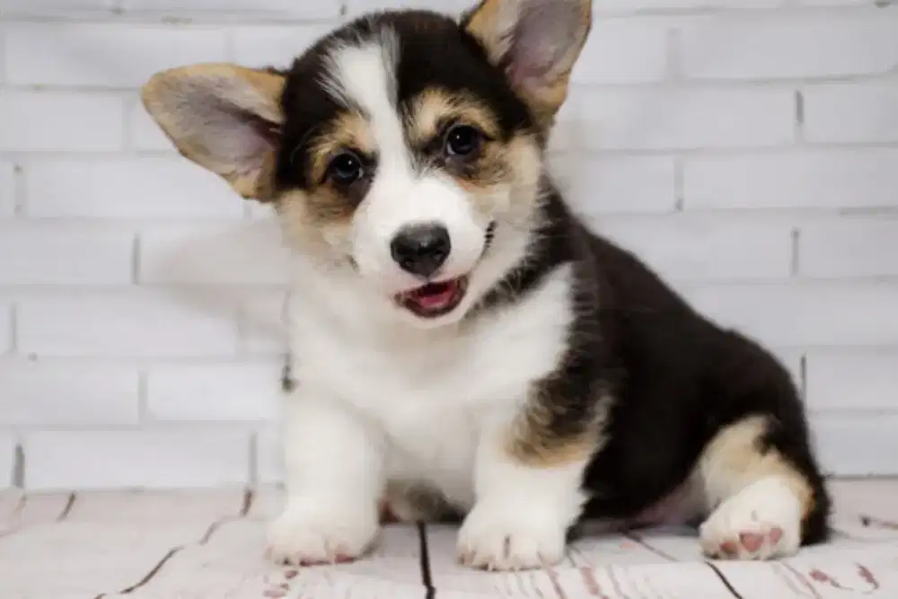 JUAL ANJING CORGI TERAWAT