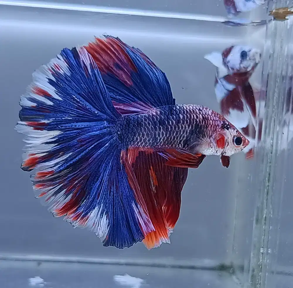 ikan cupang halfmoon Fancy