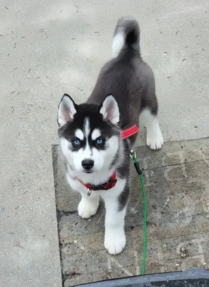 JUAL ANJING SIBERIAN HUSKY GANTENG