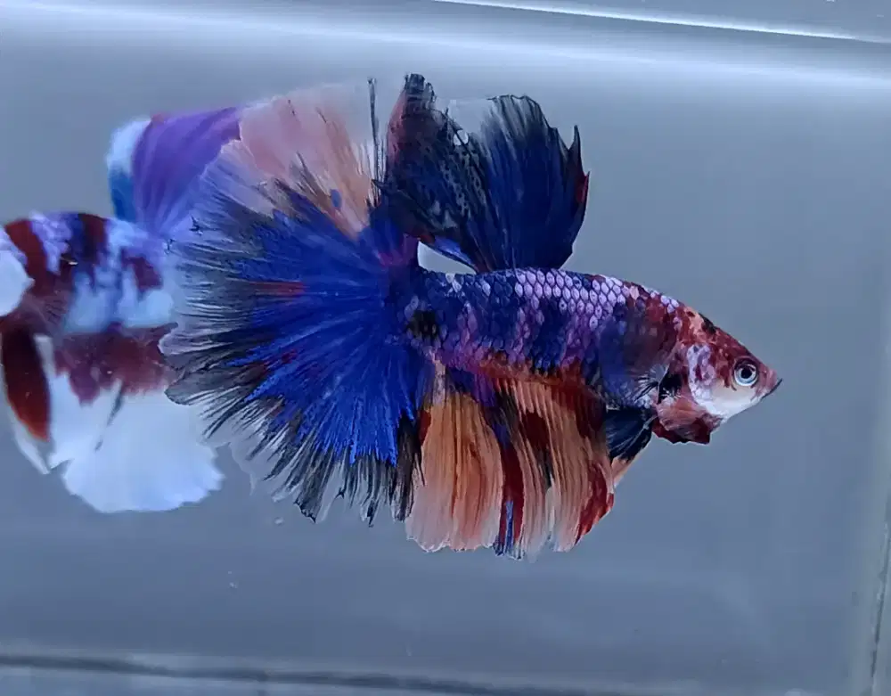 ikan cupang halfmoon multicolor