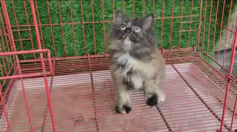 Kitten/Persis/Kitten Persia/Kucing/Munchkin/Mainecoon/British