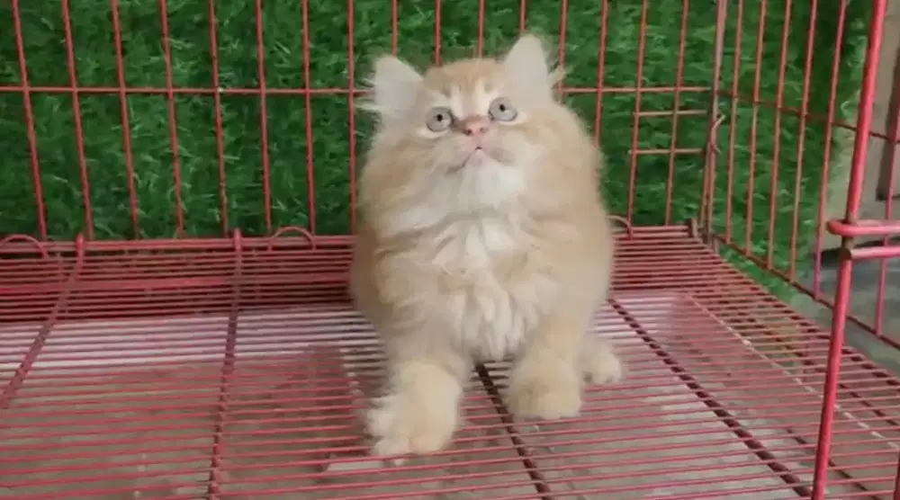 Kitten/Persia/Kucing/Kitten Persia/Mainecoon/Munchkin/British