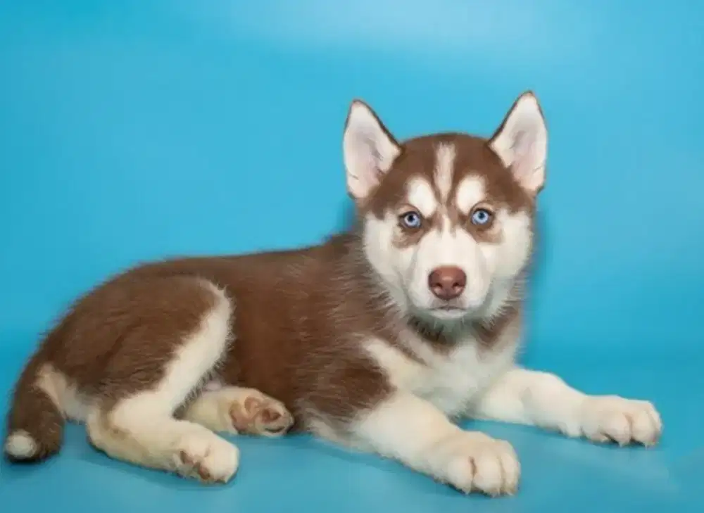 JUAL ANJING HUSKY MATA BIRU