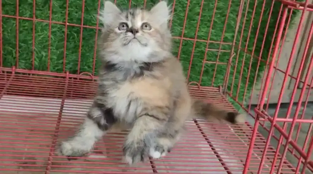 Kitten/Persia/Kitten Persia/Mainecoon/Munchkin/British