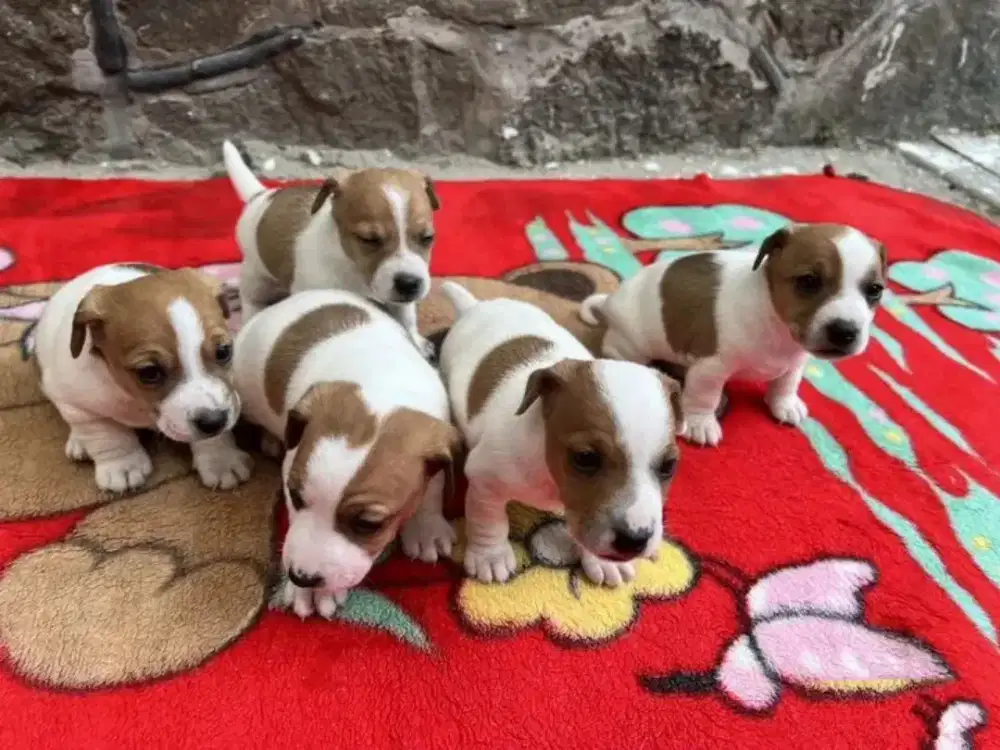 JUAL ANJING JACK RUSSELL BOGEL