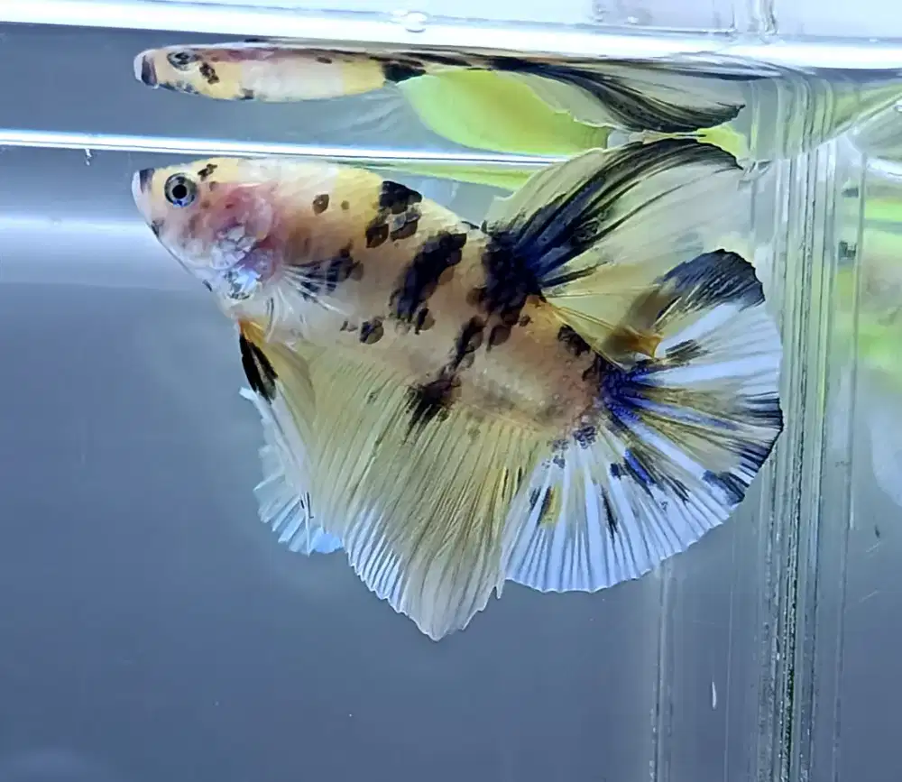 ikan cupang giant yellow koi