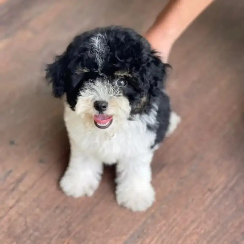 JUAL ANJING MALTIPOO SUDAH VAKSIN