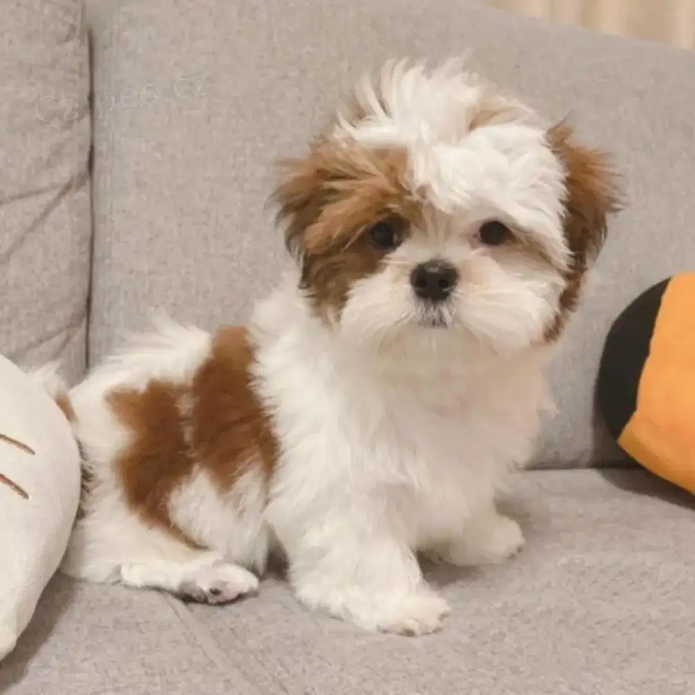 JUAL ANJING SHIHTZHU BETINA