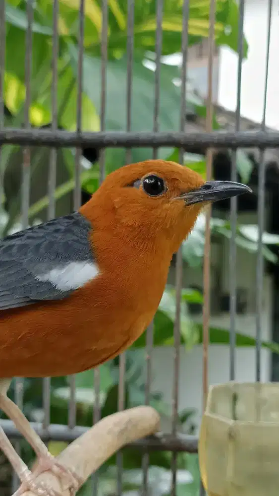 Anis merah belian jantan