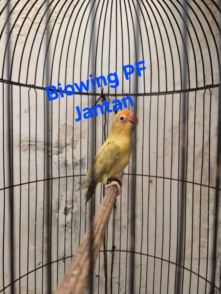 Lovebird, Love bird, biowing pf n biowing aqua