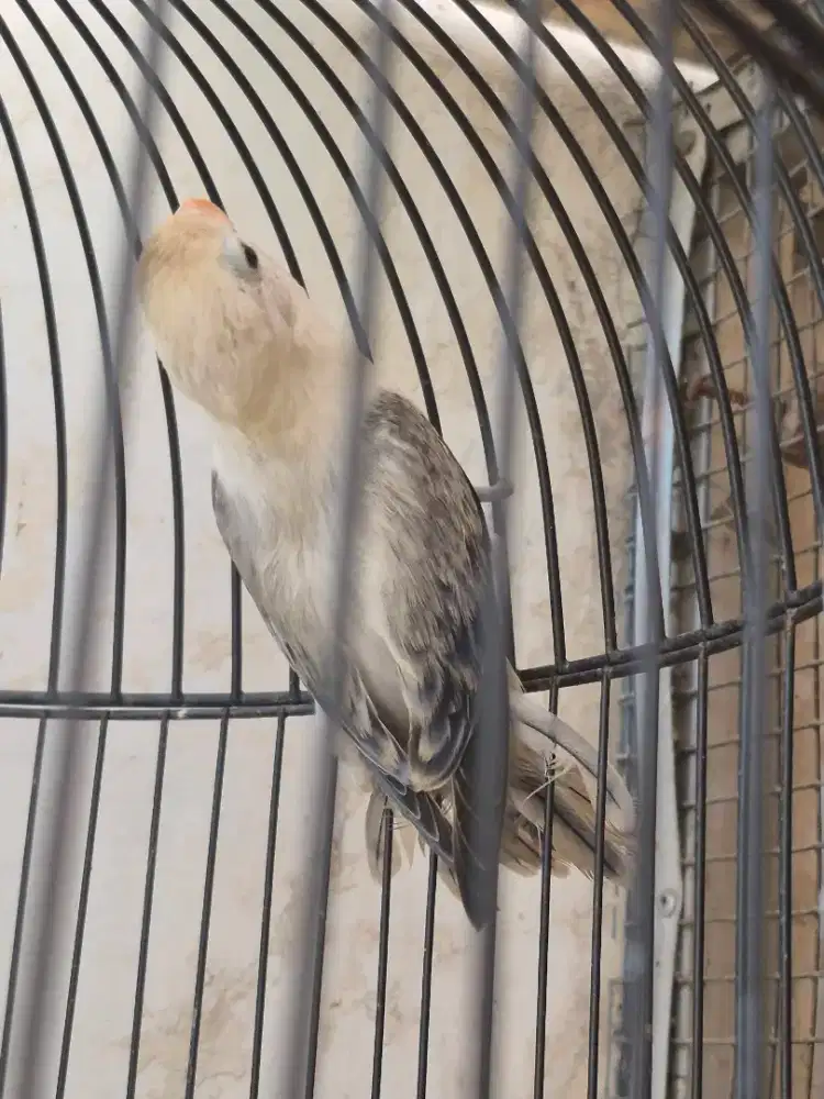 Lovebird, Love bird, biowing pf n biowing aqua