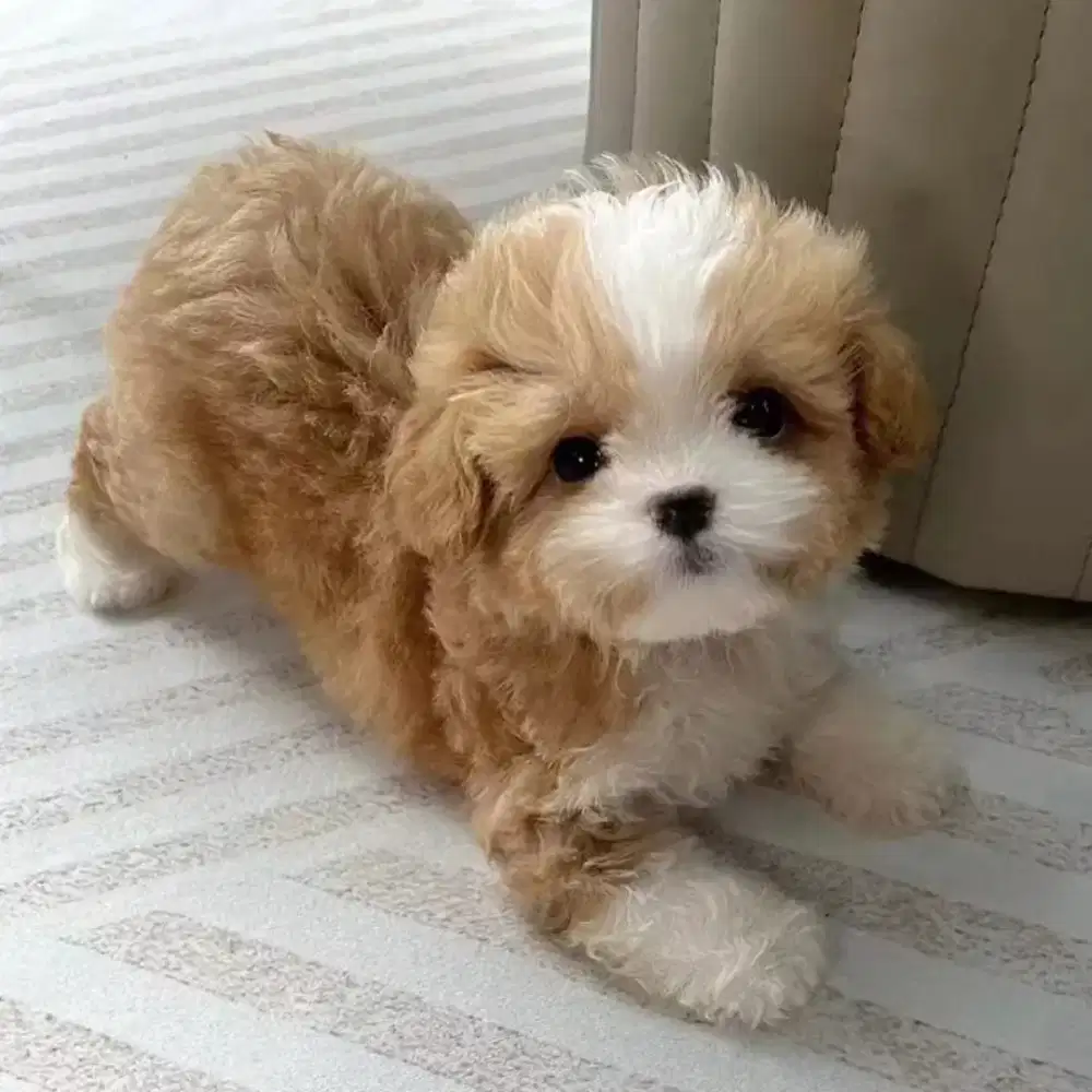 JUAL ANJING MALTISU IMUT