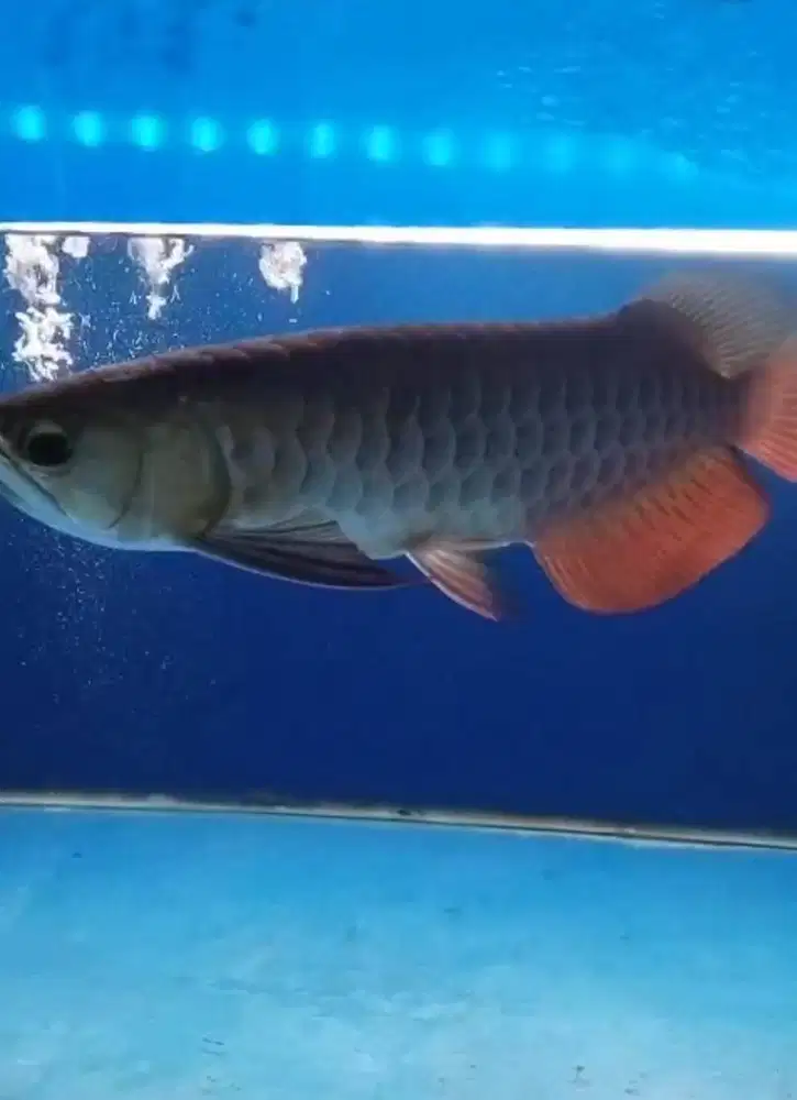 Arwana golden red