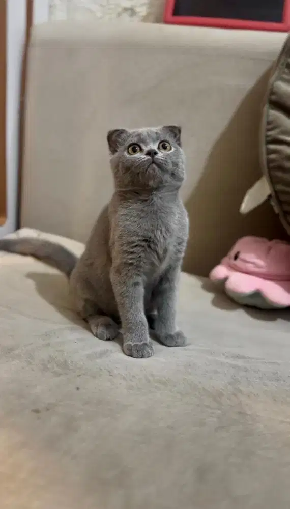 Kitten Scottish Fold BSH