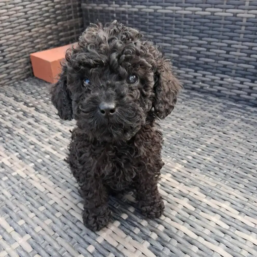 JUAL ANJING POODLE TOY HITAM