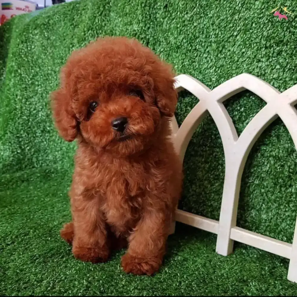 JUAL ANJING POODLE RED CUTE