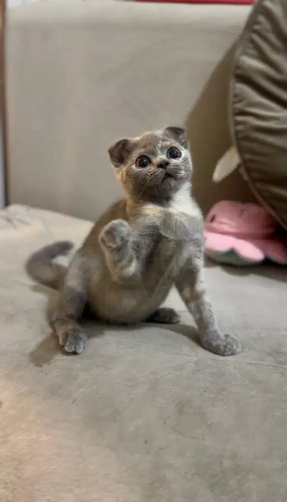 Kitten Scottish Fold BSH