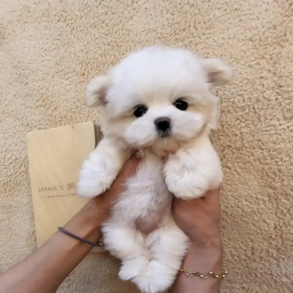 JUAL ANJING MALTISU BONEKA HIDUP