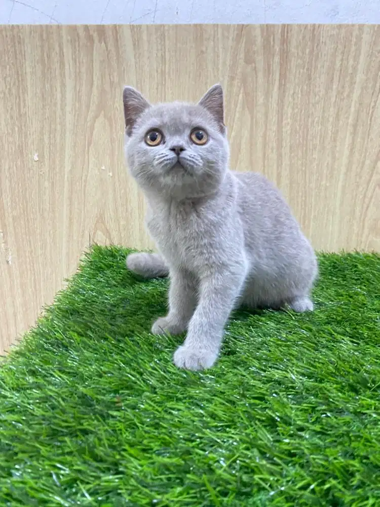 BSH (Britishorthair) Lilac Female